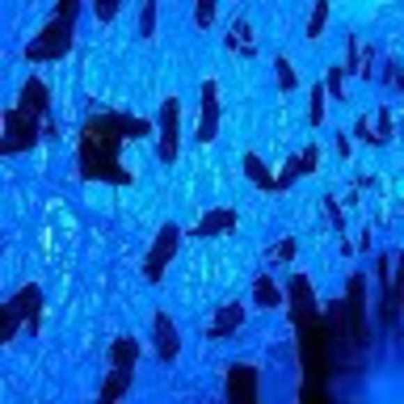 Meet your Posher, Tosca - Picture 1 of 1